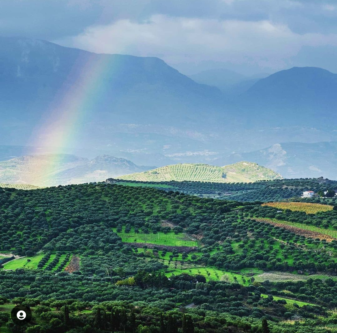 Cretan olive groves
