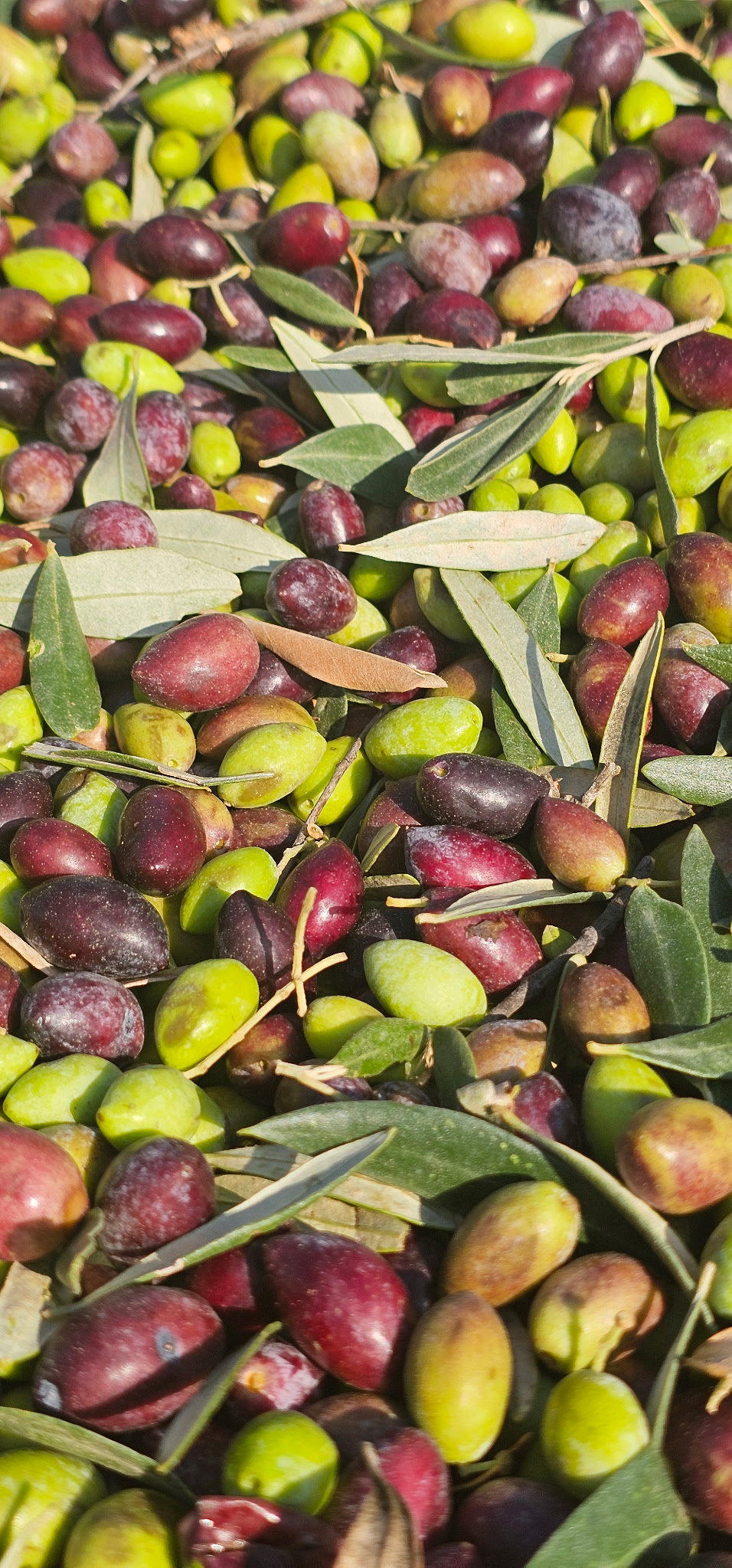 Fresh olives ready for pressing