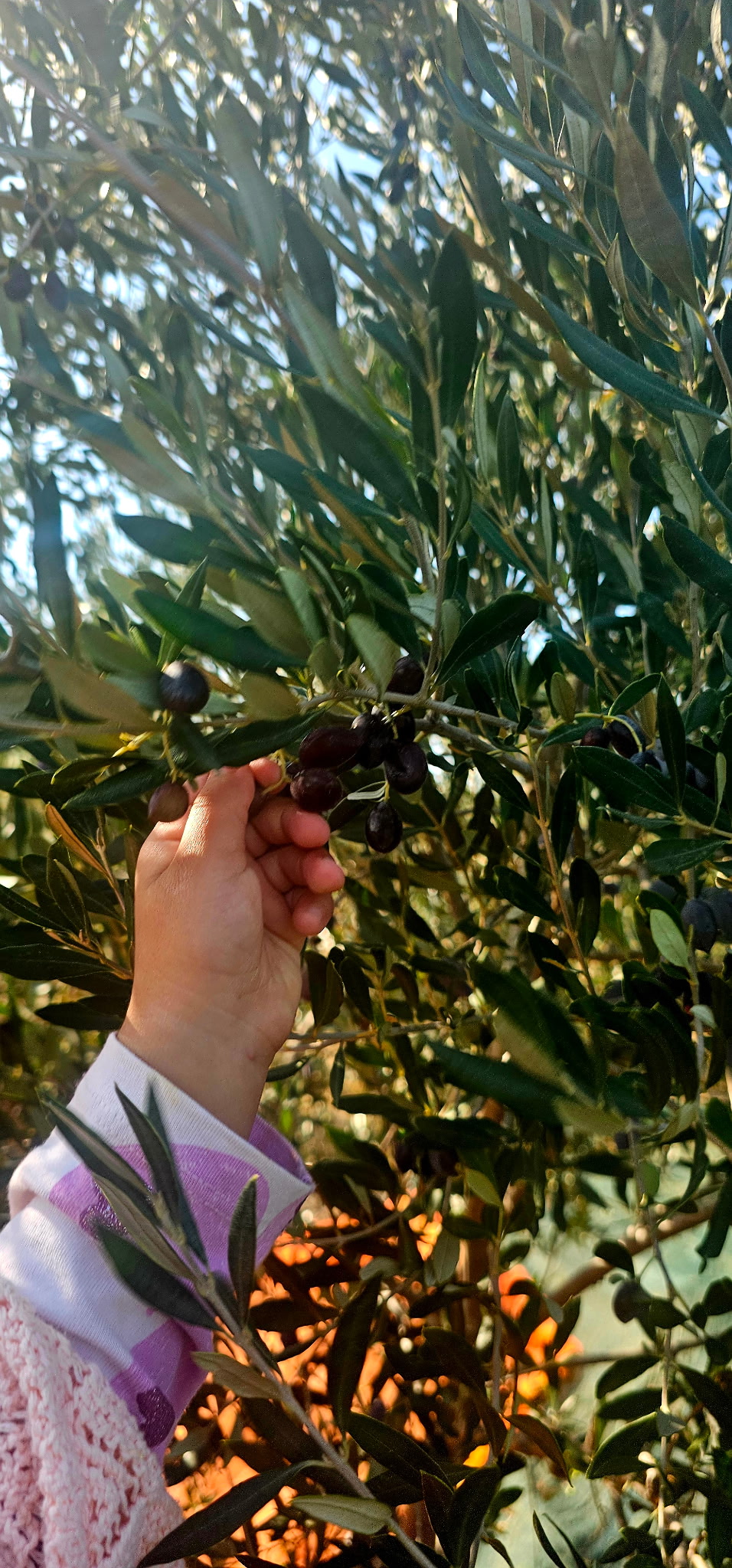 Hand-picking olives