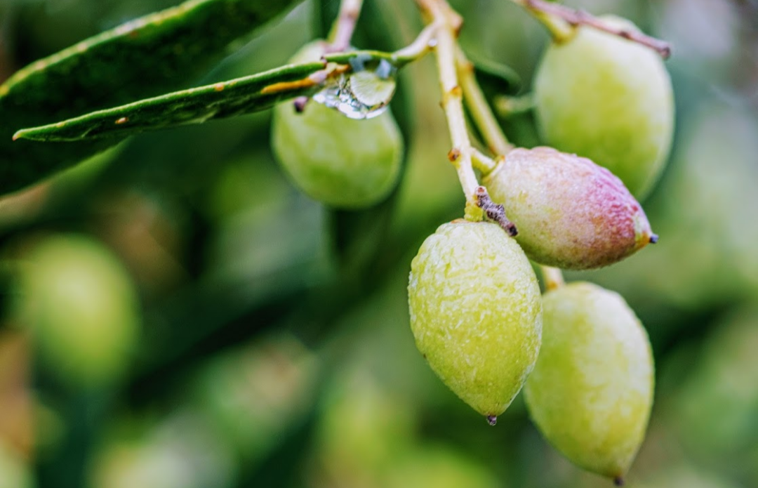 Fresh olives on the branch